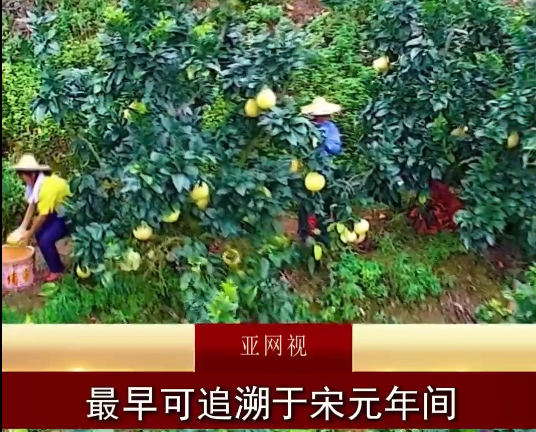 金秋柚香,正当季!亚网视为您推荐来自世界长寿之乡的—大埔蜜柚。