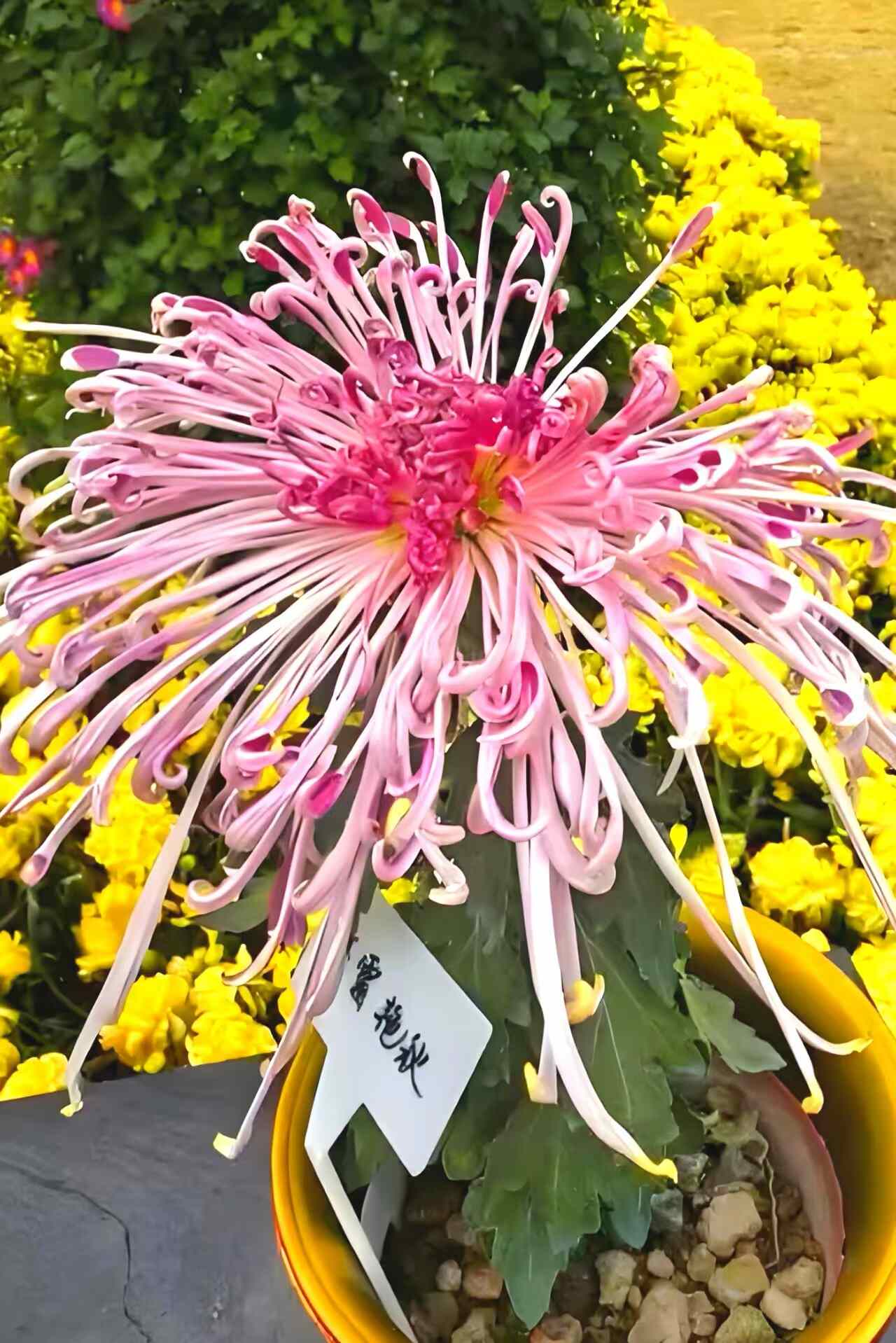 湾区秋日盛宴:小榄菊花会梦幻登场,AI互动与灯光秀邀您共赏“昼夜双景”