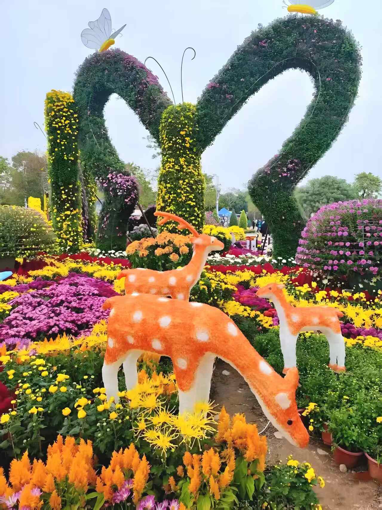 湾区秋日盛宴:小榄菊花会梦幻登场,AI互动与灯光秀邀您共赏“昼夜双景”