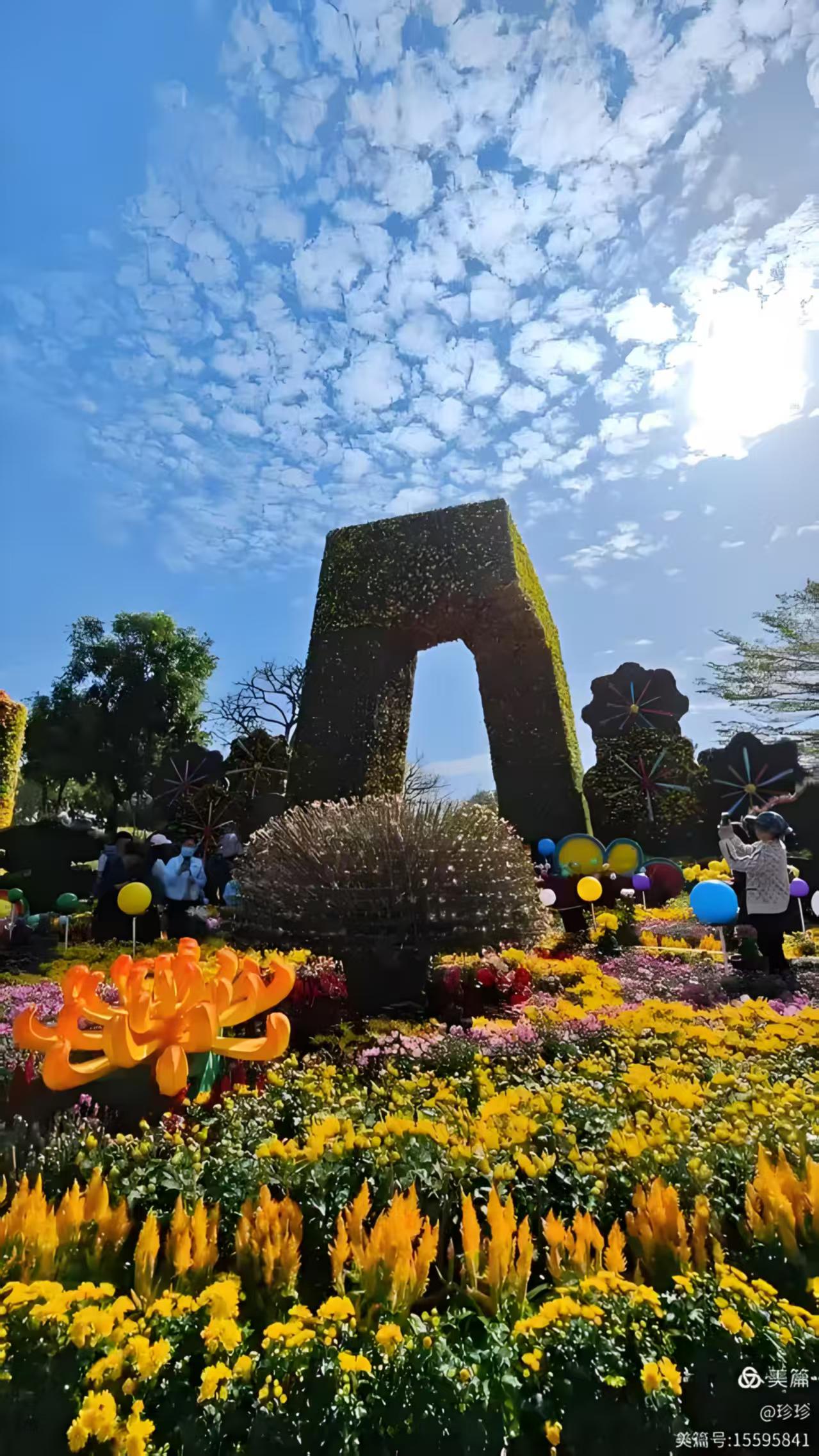 湾区秋日盛宴:小榄菊花会梦幻登场,AI互动与灯光秀邀您共赏“昼夜双景”