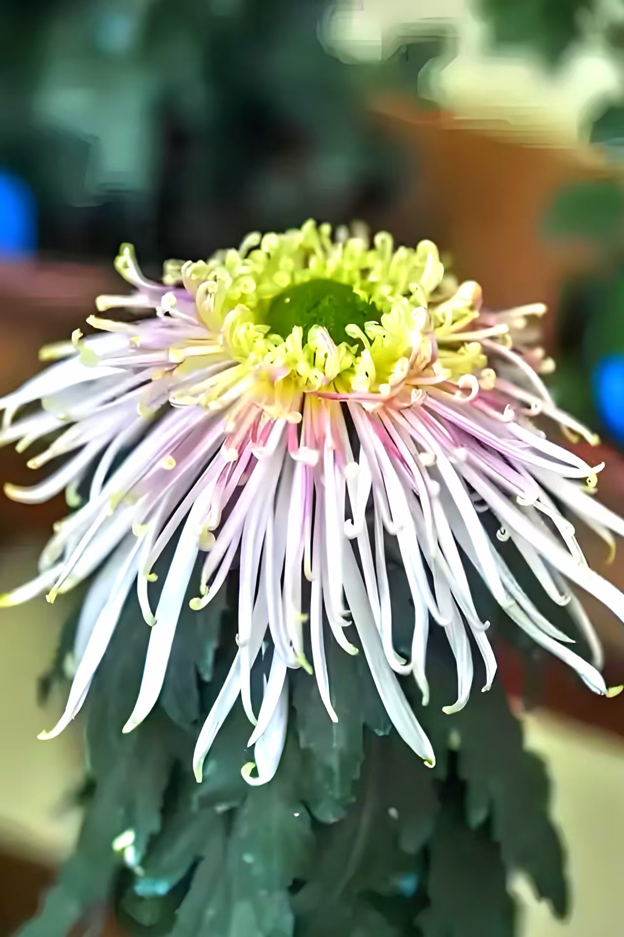 湾区秋日盛宴:小榄菊花会梦幻登场,AI互动与灯光秀邀您共赏“昼夜双景”