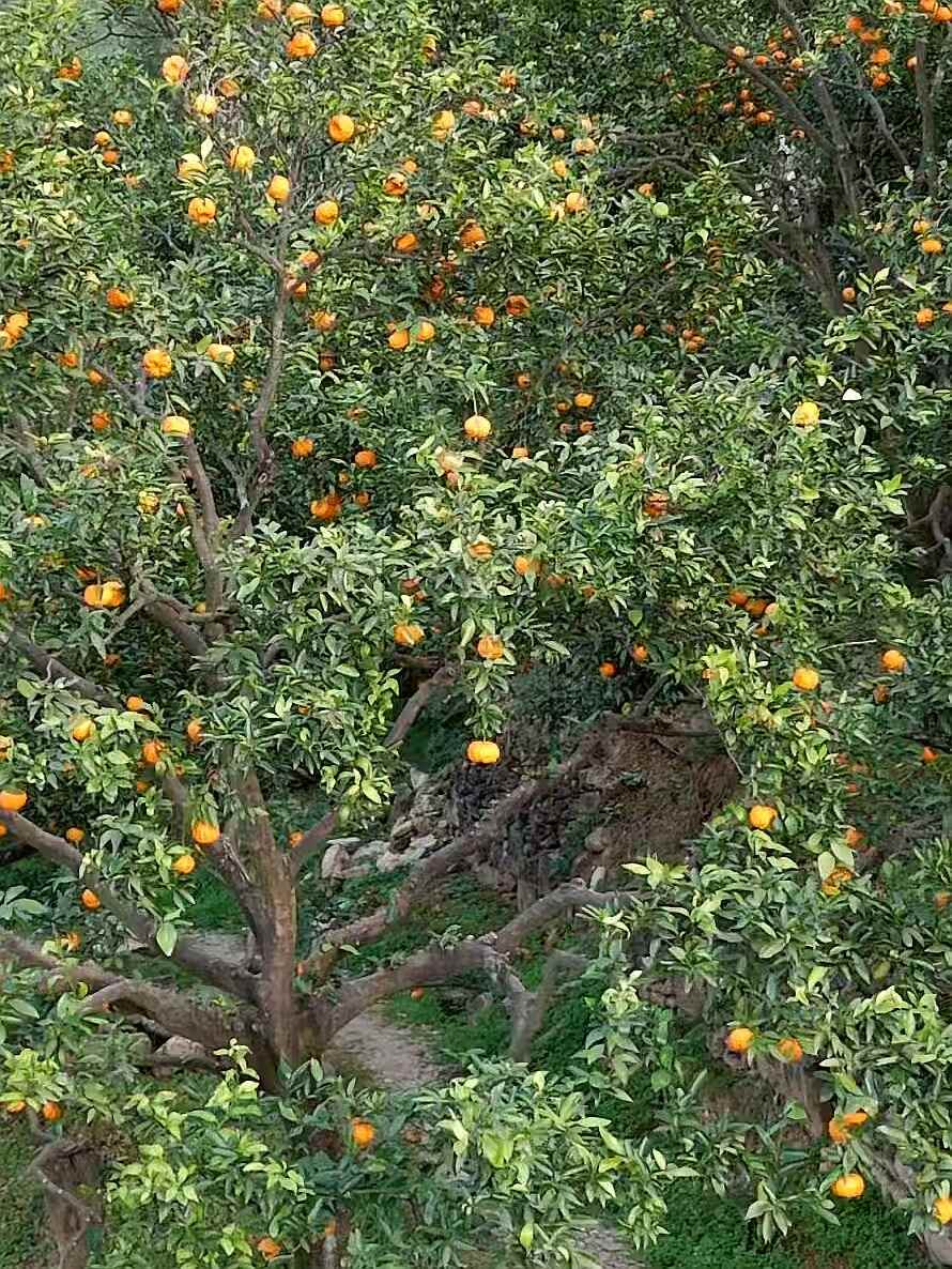 旬阳狮头柑甜蜜上市,秦岭孕育的“黄金果”