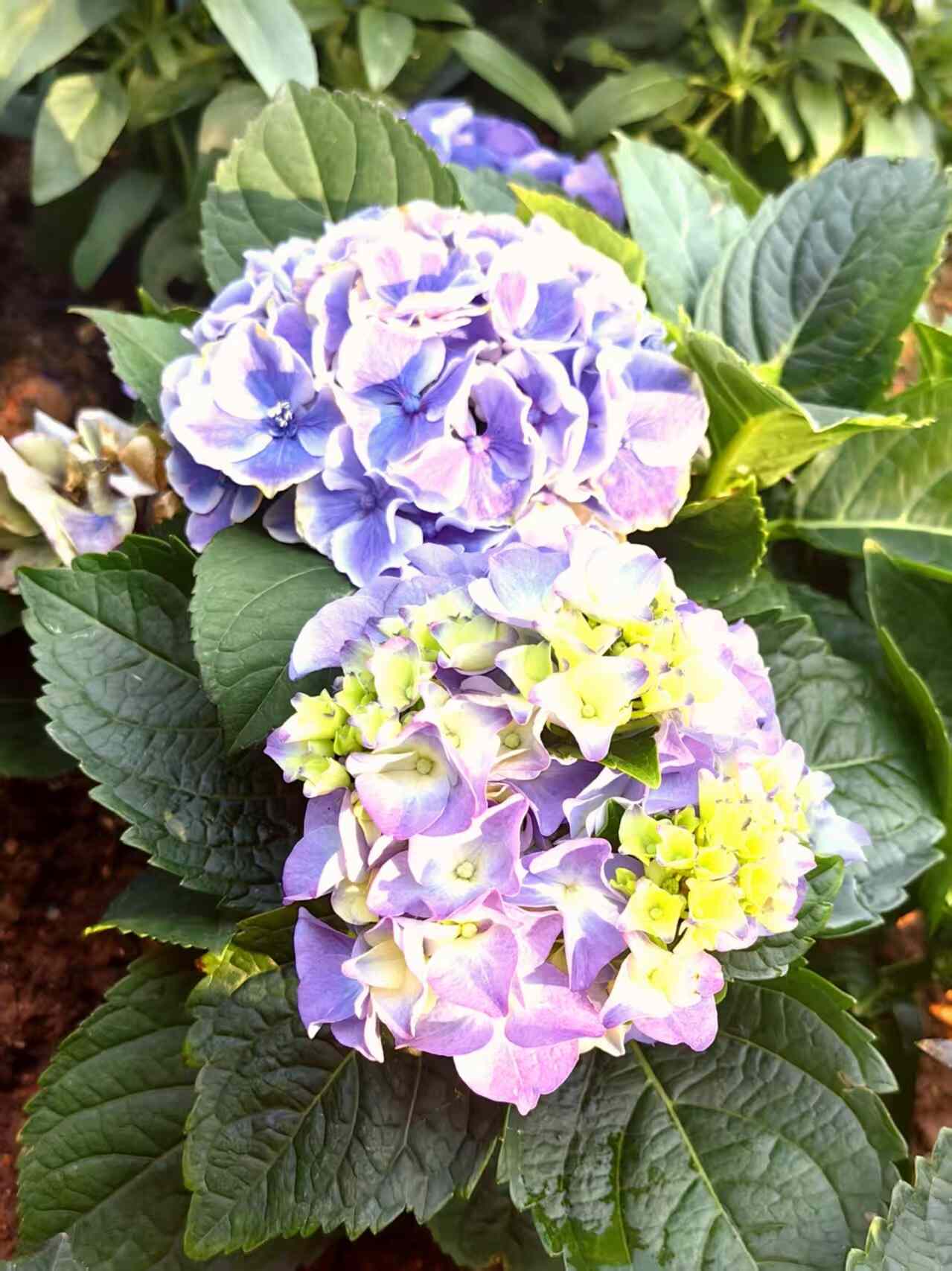 澳门“紫色花田”冬季花卉展揭幕——以花为纽带,展现中西文化交融魅力