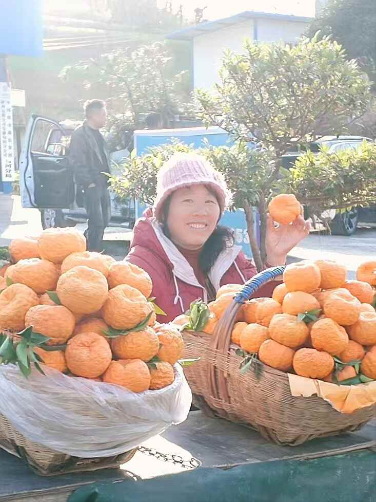 旬阳狮头柑甜蜜上市,秦岭孕育的“黄金果”