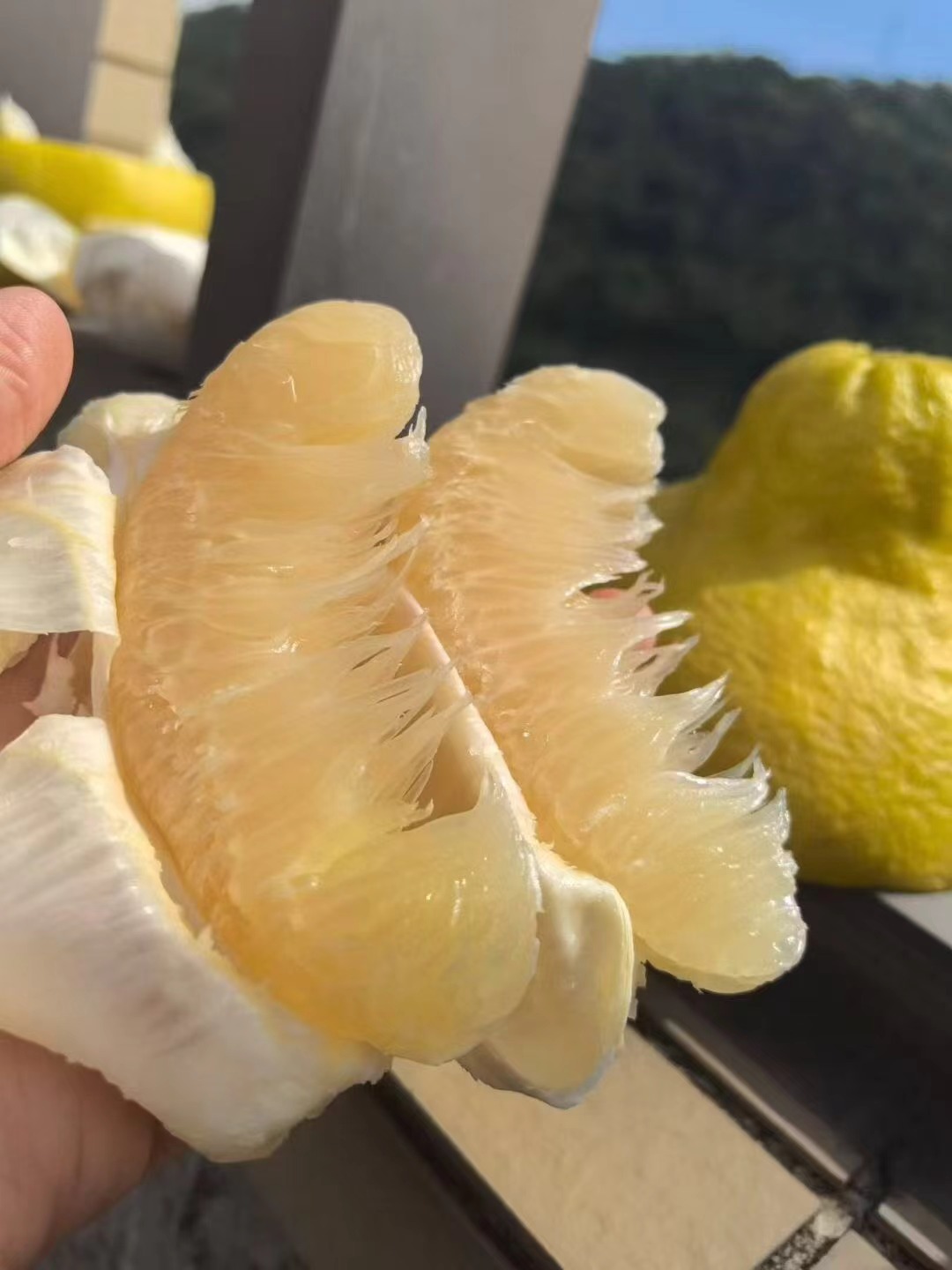 糖化好 纯甜不酸 梅州桃尧沙田柚 肉质脆嫩 清甜爽口 30斤/袋(网袋)