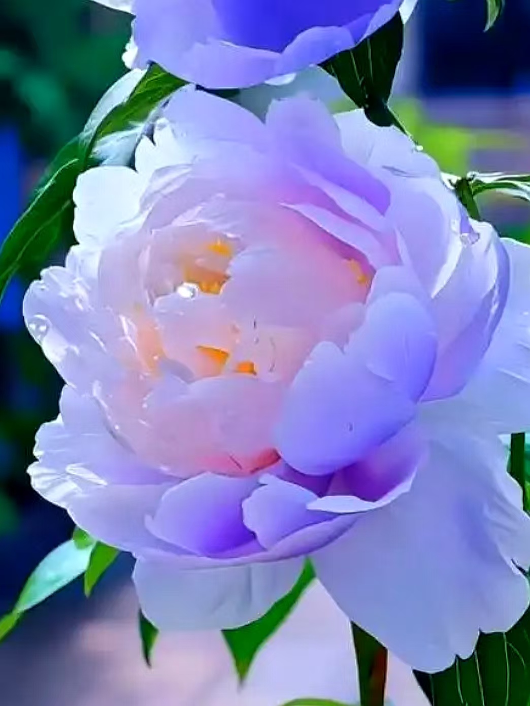 一路繁花向春行：各地花事接力绽放，“赏花+”解锁文旅新体验