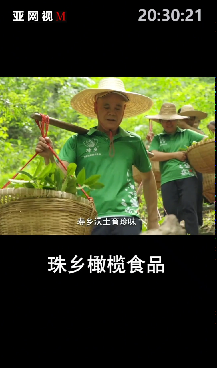橄榄润山河 珠乡铸标杆