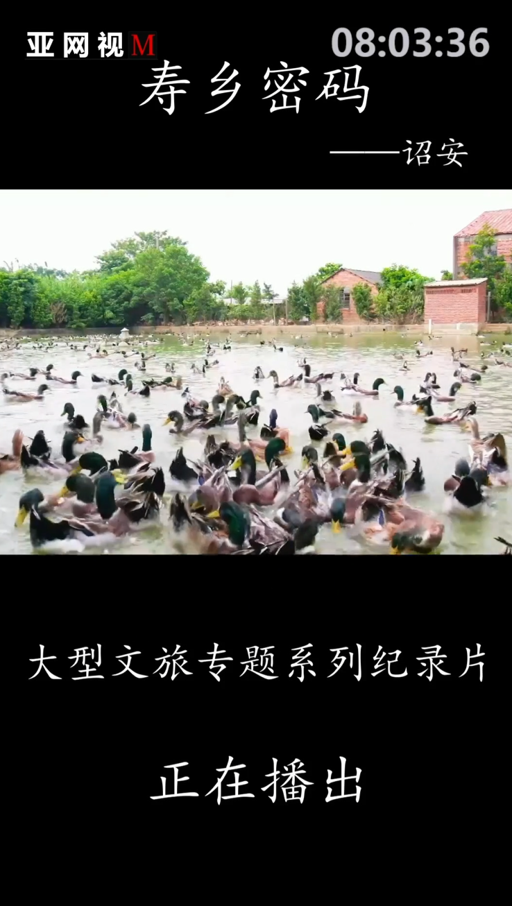 《寿乡密码》— 诏安篇